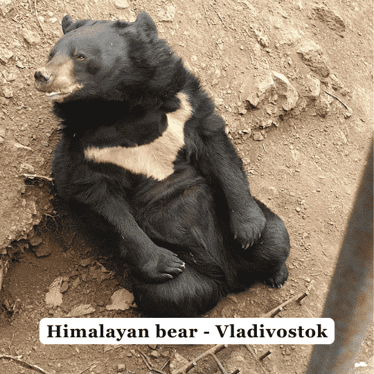 BOJAN TRAVEL PLANNING AND & ORGANISING BOJAN TRAVEL EXPERIENCES AND & PLANNING TRAVELLER VLADIVOSTOK RUSSIA ASIA FAR EAST SAFARI PARK 1000 KM FROM JAPAN